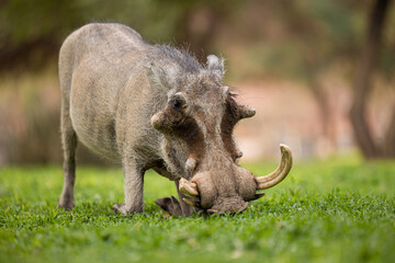 warthog in the wild