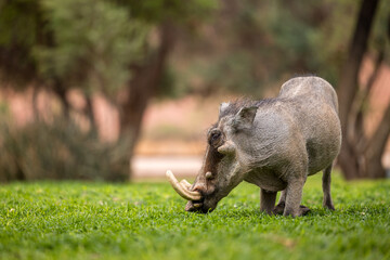 warthog in the grass
