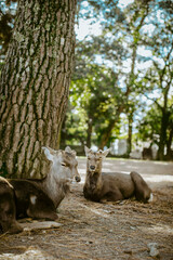 Nara deer sleeping in the park, Nara, Japan