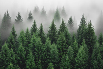 Misty forest, evergreen trees shrouded in fog.