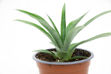 A pineapple plant in its pot, isolated on a white background with no shadows