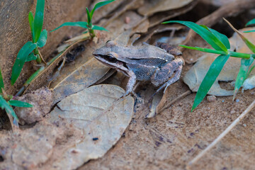 Elena's thin-toed frog on ground