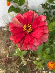 red dahlia flower