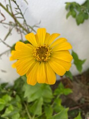 yellow flower on a green background