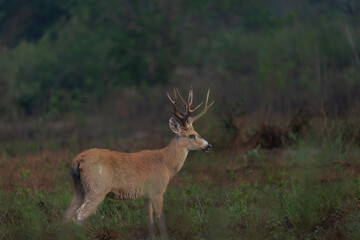 Deer with antlers standing in wet morning landscape