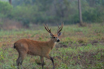 Deer with antlers standing in wet morning landscape