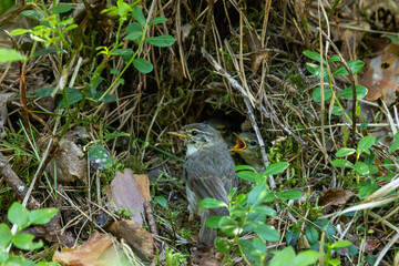 Willow warbler bringing food for chicks in nest in summertime boreal forest in Estonia, Northern Europe