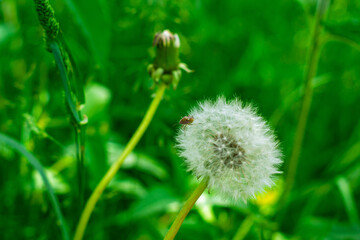 Dandelion puff surrounded by vibrant green grass in sunny weather