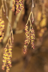 Closeup of male catkins of Grey alder blooming on an early spring day in Estonia, Northern Europe