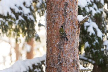 Great tit moving on a Scots pine tree trunk and looking for food beneath the bark on a cold winter...