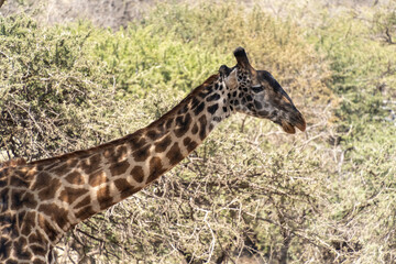 Giraffe in the savannah at Serengeti National Park Tanzania during dry season. - Head close up.