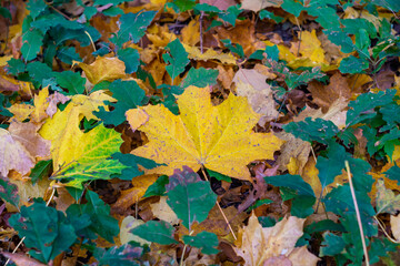 Colorful autumn leaves blanket the forest floor in vibrant hues