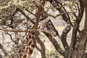 Giraffe in the savannah at Serengeti National Park Tanzania during dry season. - Head close up.
