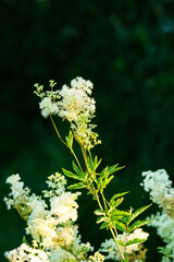 Closeup of flowering Meadowsweet on a sunny summer evening on a wet meadow in rural Estonia, Northern Europe