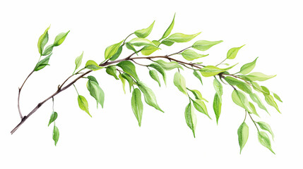 Watercolor willow leaves isolated on white background. Willow. Illustration