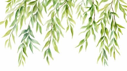 Fototapeta premium Watercolor willow leaves isolated on white background. Willow. Illustration