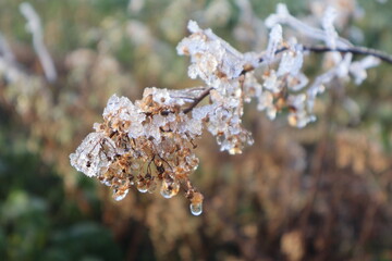 Macro photographie de plante givrée en hiver
