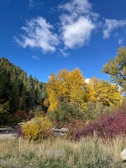 Fall and autumn foliage in the forest