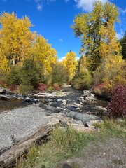 A creek running through a forest with fall and autumn leaves changing color to yellow and orange