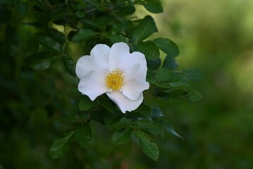 Rugosa rose flowers and fruits (Accessory fruit). Rosaceae deciduous shrub. The roots are for dye, the flowers are for tea, and the fruits are edible and medicinal.