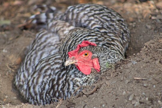 Speckled Maran Chicken Laying in Dirt