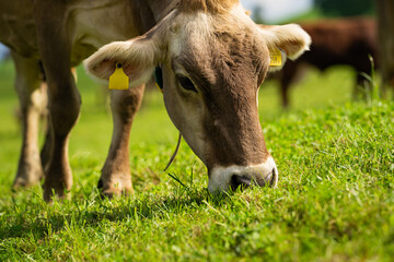Cows in a mountain field. Cow at alps. Brown cow in front of mountain landscape. Cattle on a...