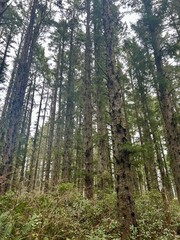 Coastal Oregon forest