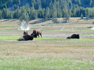 North American Bison in Yellowstone National Park, Wyoming, USA with geysers and forest in the background
