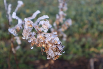 Macro photographie de plante givrée en hiver