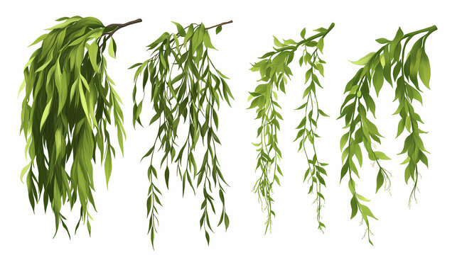 Set of willow leaf varieties, showcasing long, narrow leaves that cascade gracefully,. Willow. Illustration