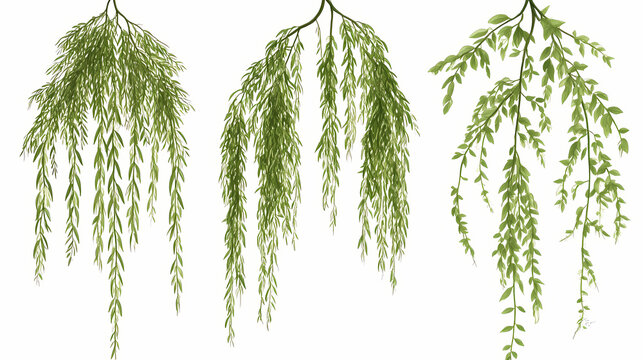 Set of willow leaf varieties, showcasing long, narrow leaves that cascade gracefully,. Willow. Illustration
