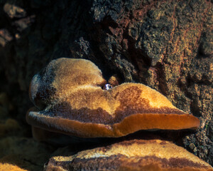 mushroom with a drop of water