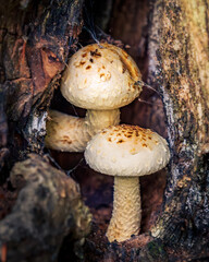 mushrooms growing in a tree hollow