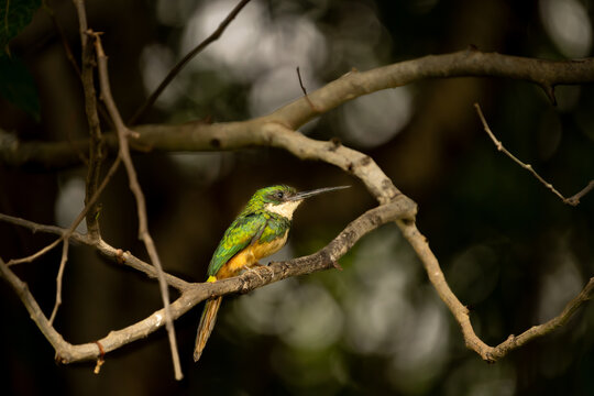 Rufous-tailed jacamar