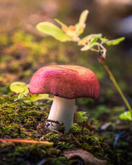mushroom in the forest