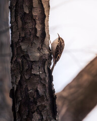 Obraz premium close-up of brown creeper climbing a tree trunk