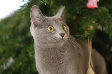 portrait of a cat