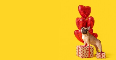 Cute bulldog, heart-shaped balloons and gifts on yellow background with space for text. Valentine's Day celebration