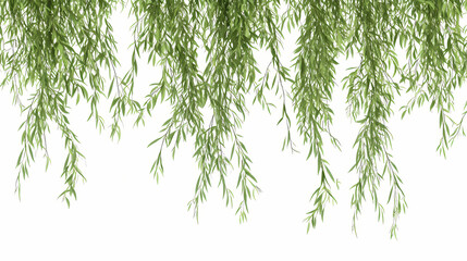 Close-up of hanging green willow tree branches illustration against a white background, showcasing the natural beauty of foliage and simplicity. Willow. Illustration