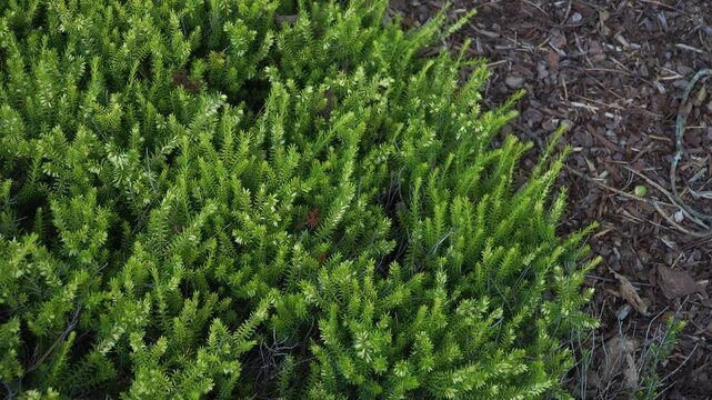 A detailed close-up of the Erica carnea 'Golden Starlet' plant, showcasing its lush, vibrant green foliage. The plant is set against a natural mulch background, highlighting its beauty.