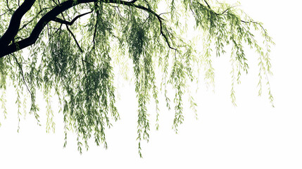 A graceful weeping willow with cascading branches, creating a soft and elegant silhouette against a clean white background. Willow. Illustration
