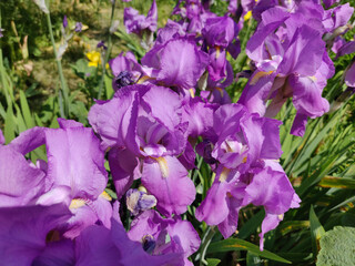 Close-up of a beautiful iris flowers in early summer
