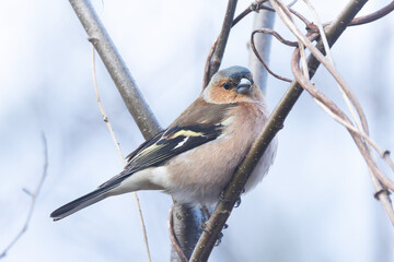 Closeup of male Chaffinch perched in a springtime woodland in Estonia, Northern Europe
