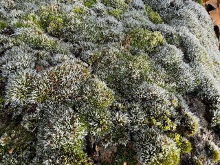 Grimmia pulvinata grows on a rock. Close up detail. Grimmia pulvinata, otherwise known as...
