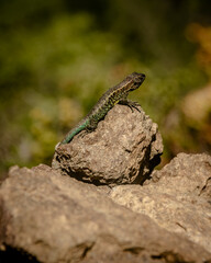 LAGARTIJA