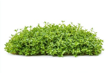 Fresh Thyme Herb on white background