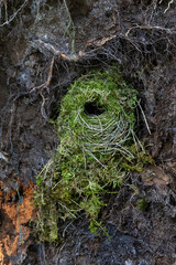 Closeup of a large, greenish nest of Eurasian wren in the middle of fallen tree roots in a boreal forest in Estonia, Northern Europe