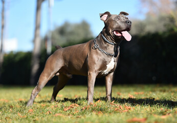 a strong american stafford dog in the park © alberto