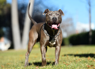 a strong american stafford dog in the park © alberto