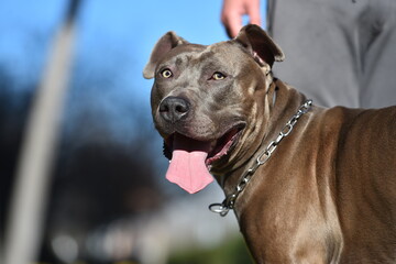 a strong american stafford dog in the park © alberto